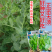 【正宗无须】口口脆无须豌豆种子华灵食用鲜嫩豌豆尖基地优选