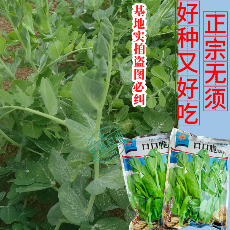 【正宗无须】口口脆无须豌豆种子华灵食用鲜嫩豌豆尖基地优选