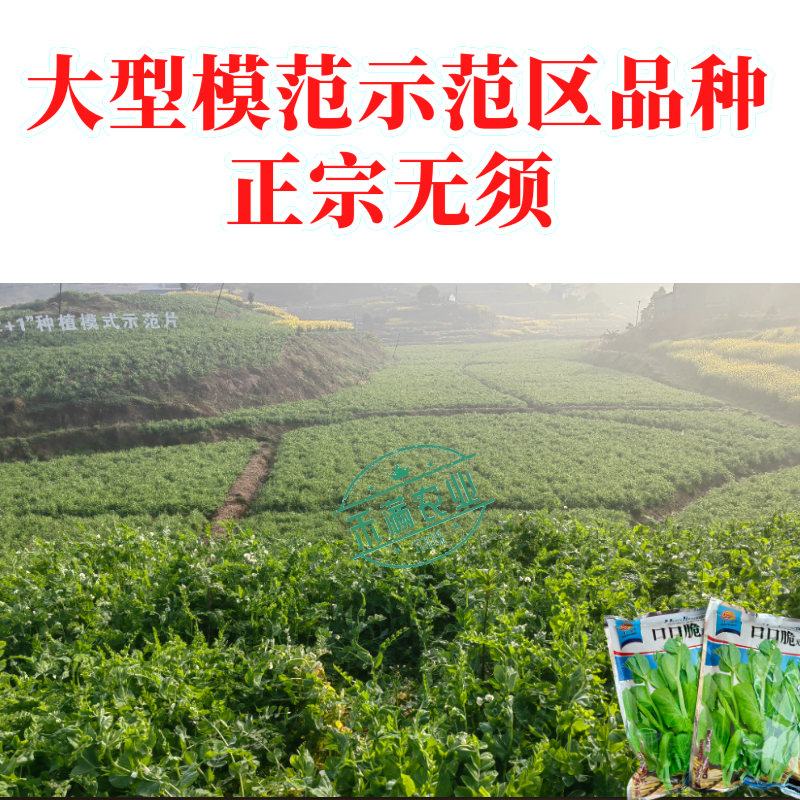 【正宗无须】口口脆无须豌豆种子华灵食用鲜嫩豌豆尖基地优选