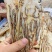 【精选】甘肃岷县当归佛手片一手货源量大价优可视频看货