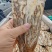【精选】甘肃岷县当归佛手片一手货源量大价优可视频看货