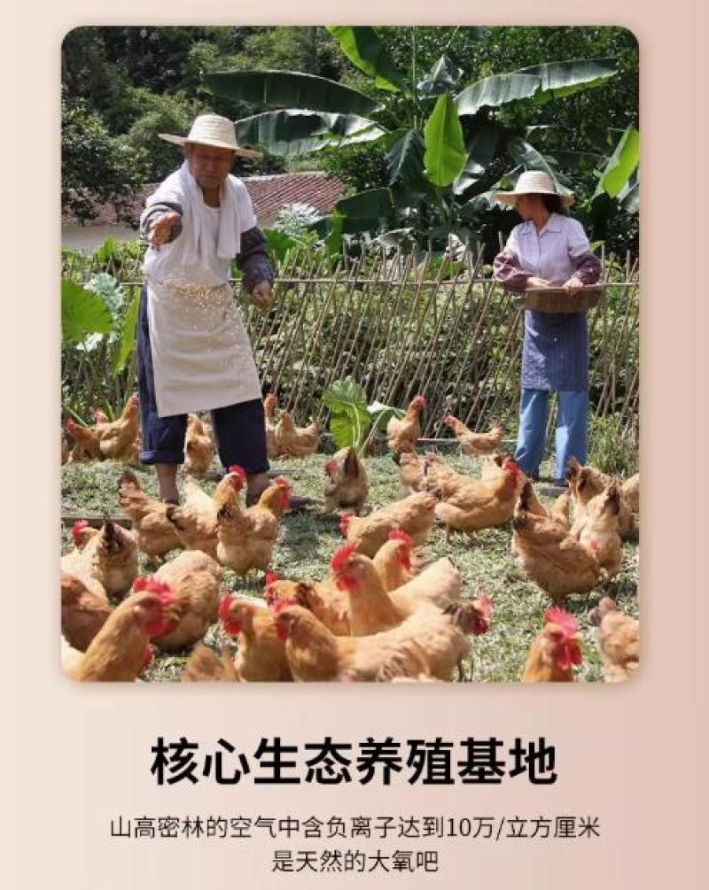 广东正宗玫瑰豉油鸡酒店香港连锁烧腊品牌专供加热即食熟食