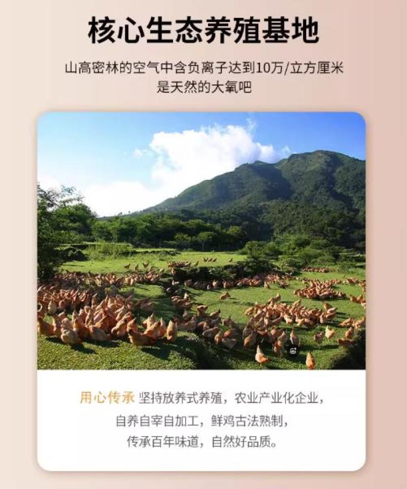 广东正宗玫瑰豉油鸡酒店香港连锁烧腊品牌专供加热即食熟食