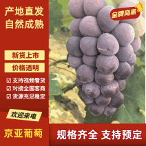 河北京亚葡萄沪太八号价格美丽新鲜上市量大从优欢迎采购