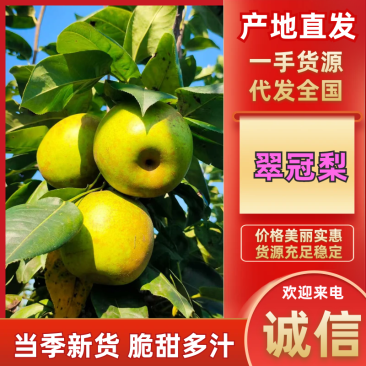 四川翠冠梨25年新果，基地直发一手货源，视频看货对接全国