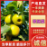 四川翠冠梨25年新果，基地直发一手货源，视频看货对接全国