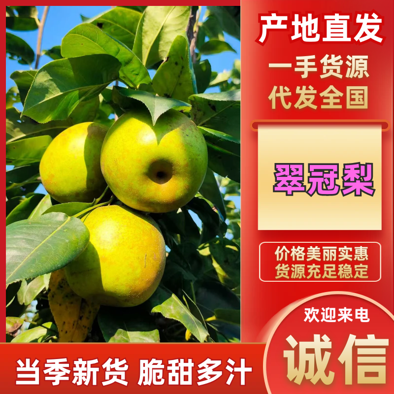 四川翠冠梨25年新果，基地直发一手货源，视频看货对接全国