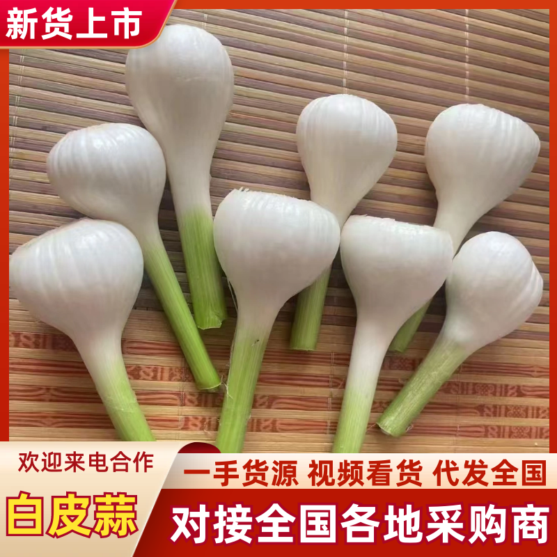 吉林青蒜大量有货保质保量量大从优可对接商超市场