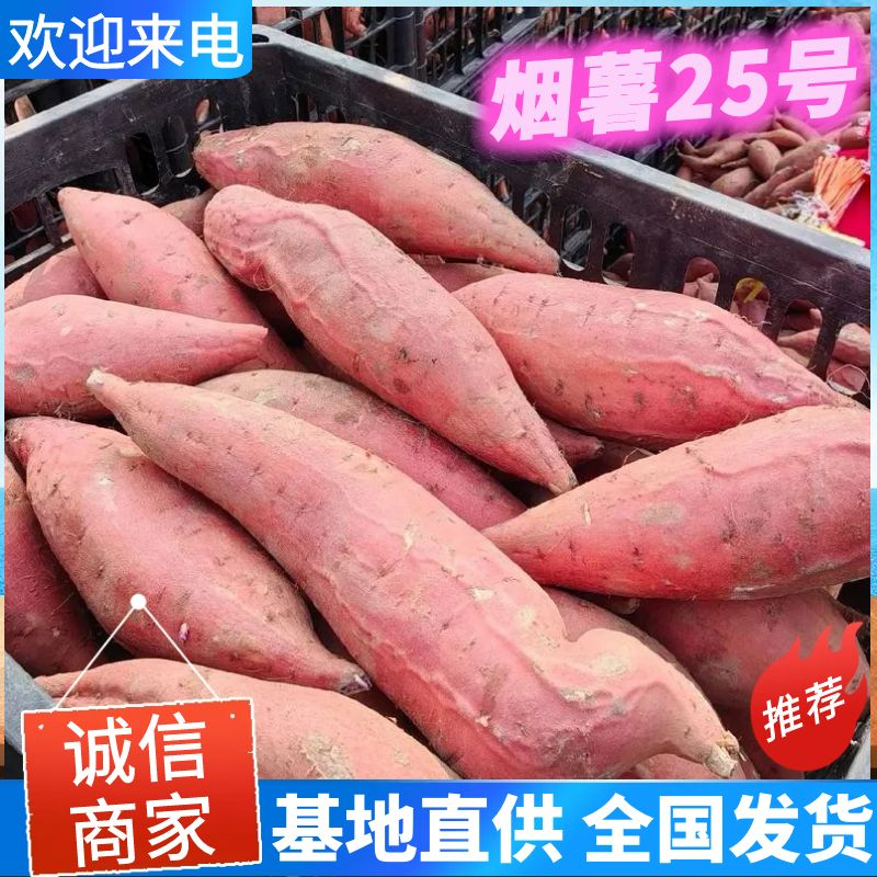 《精选》烟薯25号&山东红薯/常年供应/规格齐全/全国发