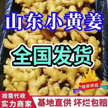 小黄姜常年批发现货供应随到随装产地代发全国市场