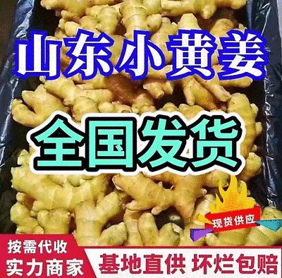小黄姜常年批发现货供应随到随装产地代发全国市场