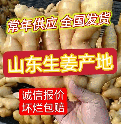 山东大黄姜/生姜产地批发/现货常年供应/代收代发代存