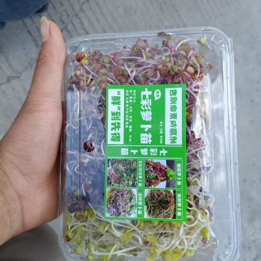 多彩萝卜苗七彩萝卜芽苗菜全国发货价格可谈欢迎联系