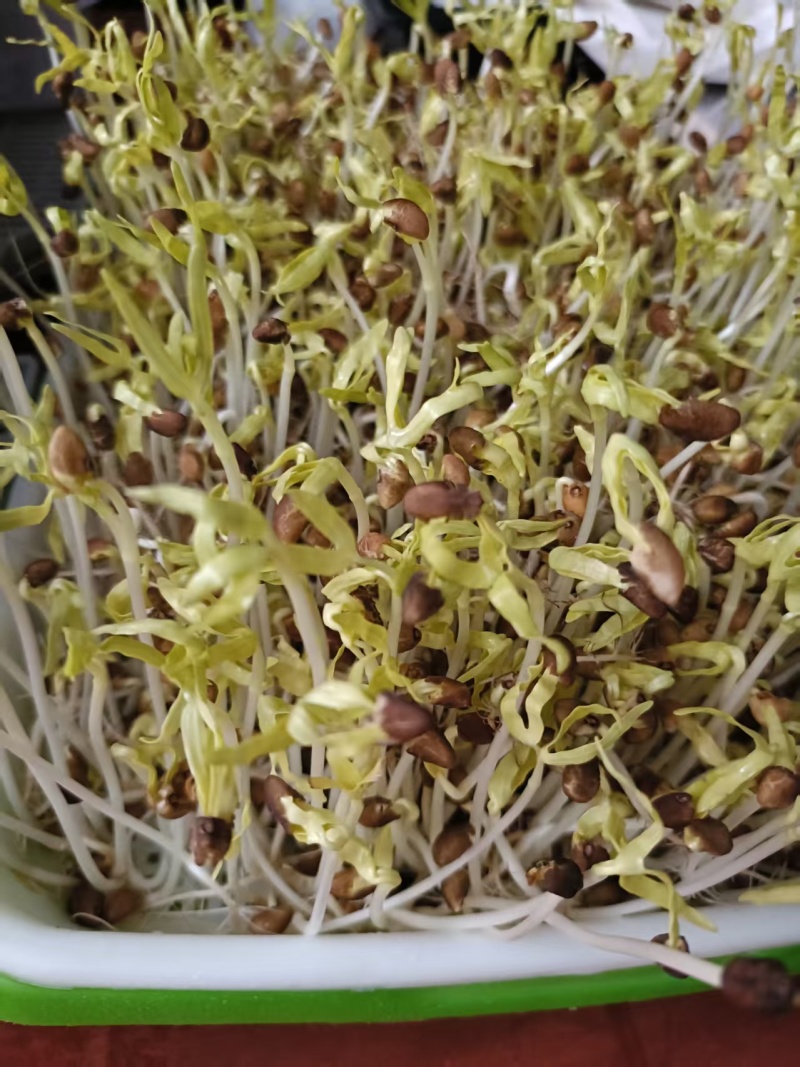 多彩萝卜苗七彩萝卜芽苗菜全国发货价格可谈欢迎联系