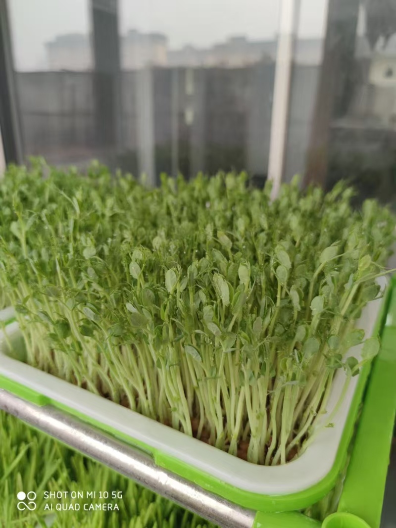 多彩萝卜苗七彩萝卜芽苗菜全国发货价格可谈欢迎联系