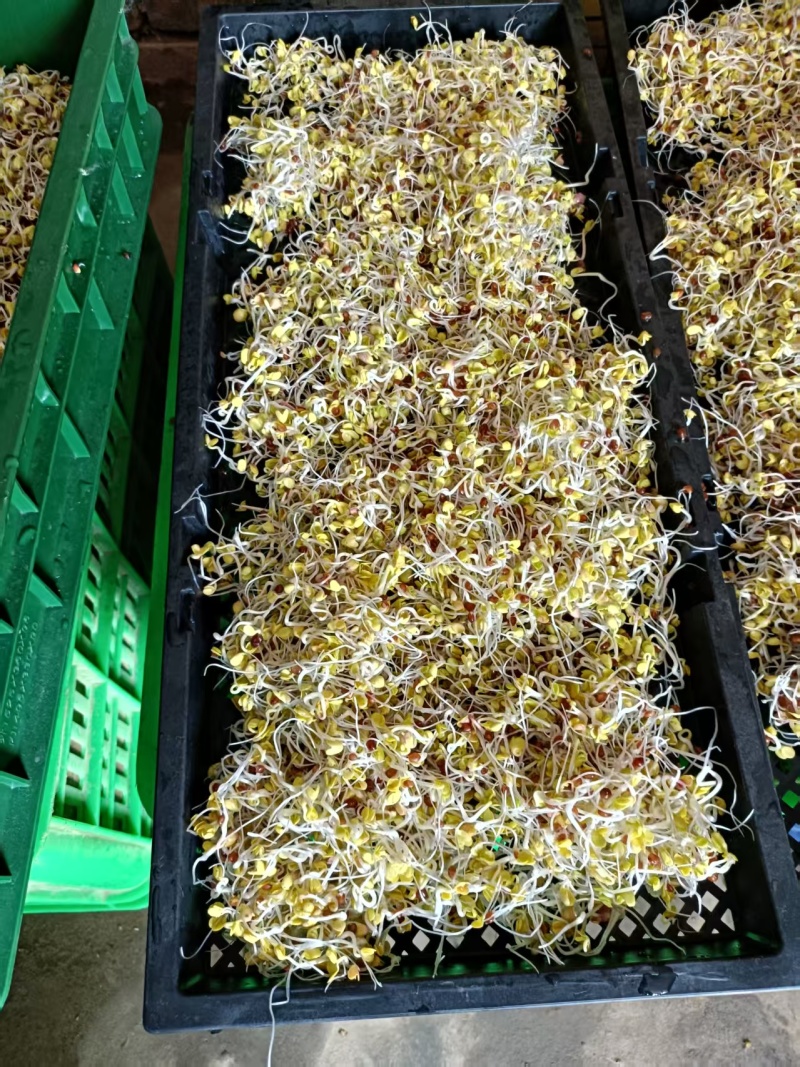 多彩萝卜苗七彩萝卜芽苗菜全国发货价格可谈欢迎联系