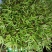 多彩萝卜苗七彩萝卜芽苗菜全国发货价格可谈欢迎联系
