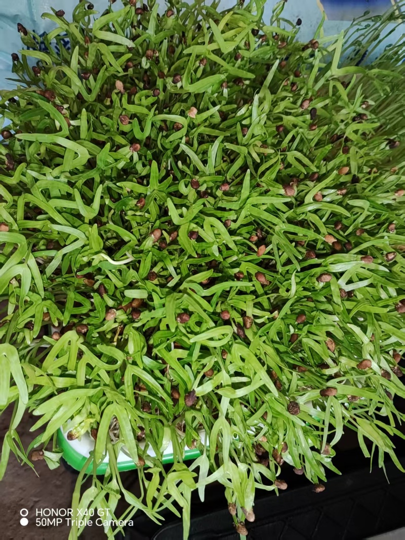 多彩萝卜苗七彩萝卜芽苗菜全国发货价格可谈欢迎联系