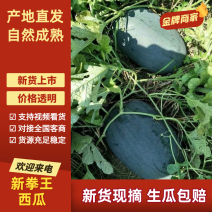 【新拳王】市场新宠，头茬上市，产地直供，货发全国！