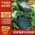 【新拳王】市场新宠，头茬上市，产地直供，货发全国！