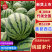 【精品美都】头茬供应，沙地西瓜，产地直供，货发全国！