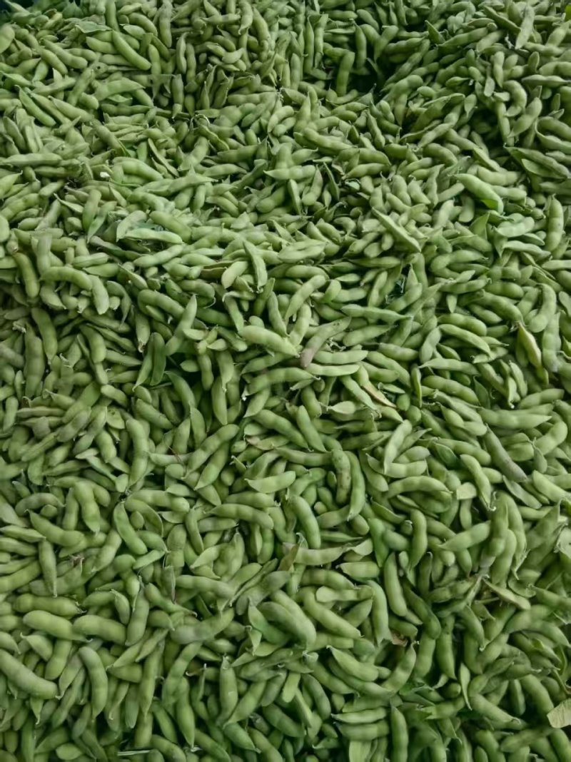 毛豆翠绿宝，绿宝石毛豆基地直发供应全国市场