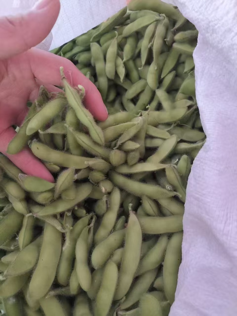 毛豆翠绿宝，绿宝石毛豆基地直发供应全国市场