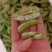 毛豆翠绿宝,绿宝石毛豆基地直发供应全国市场