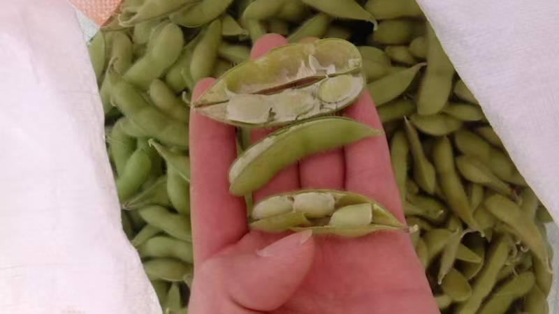 毛豆翠绿宝，绿宝石毛豆基地直发供应全国市场
