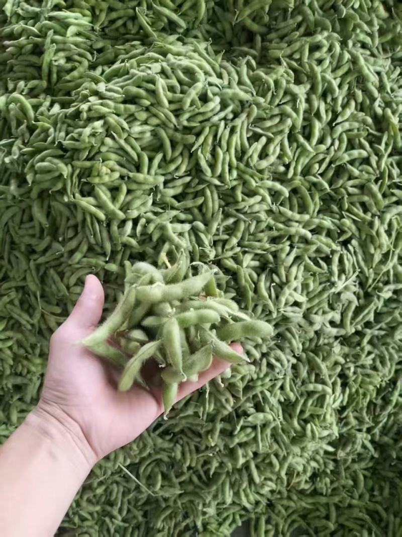 毛豆翠绿宝，绿宝石毛豆基地直发供应全国市场