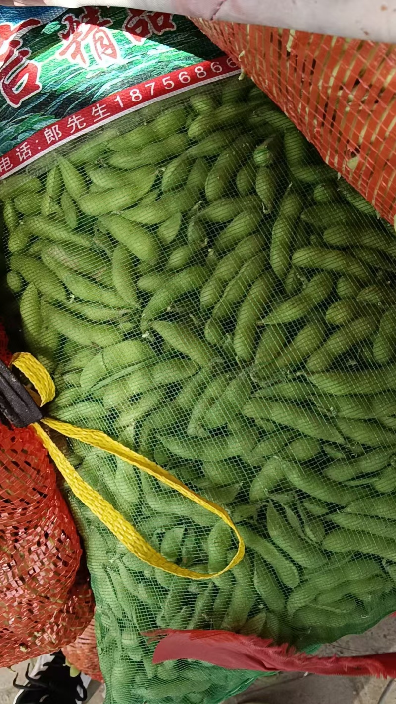 毛豆翠绿宝，绿宝石毛豆基地直发供应全国市场