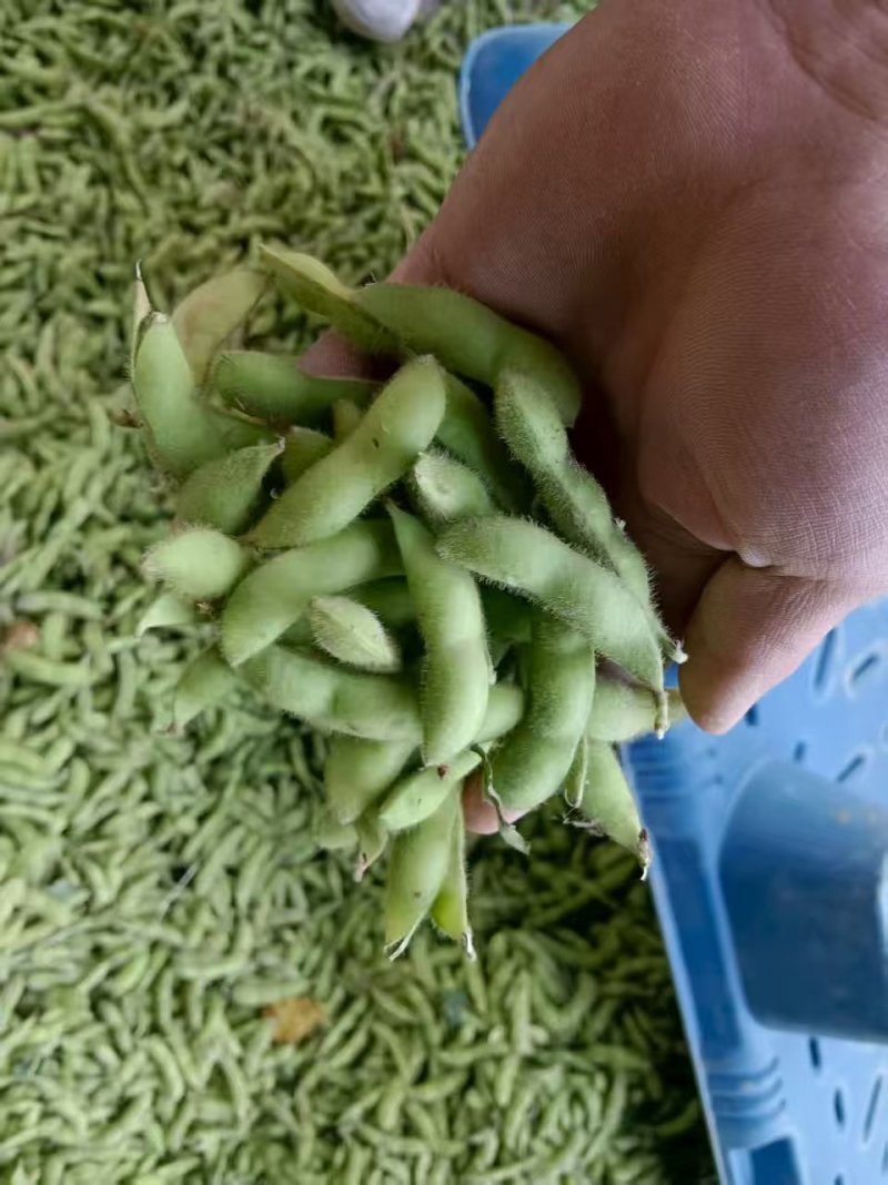 毛豆翠绿宝，绿宝石毛豆基地直发供应全国市场