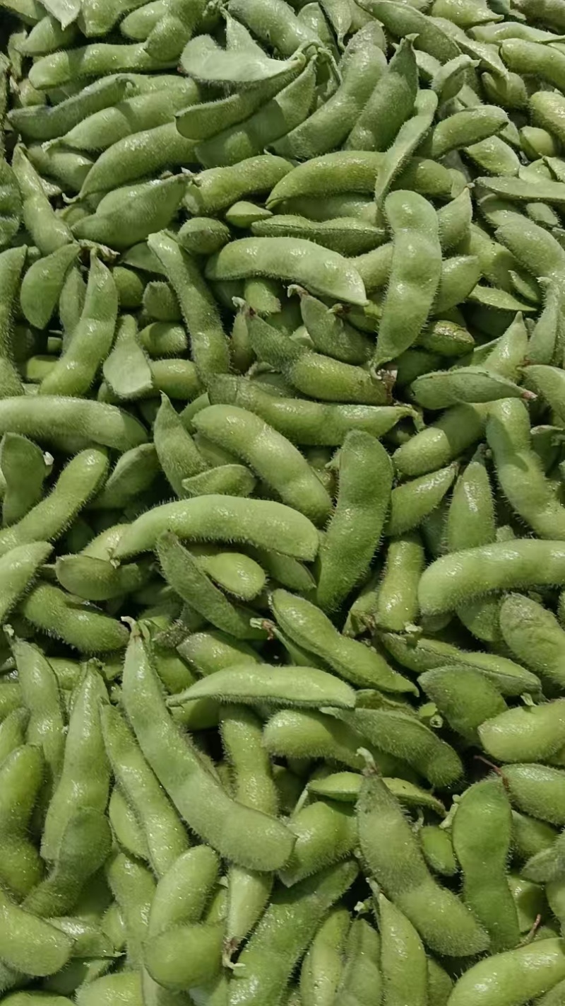 毛豆翠绿宝，绿宝石毛豆基地直发供应全国市场