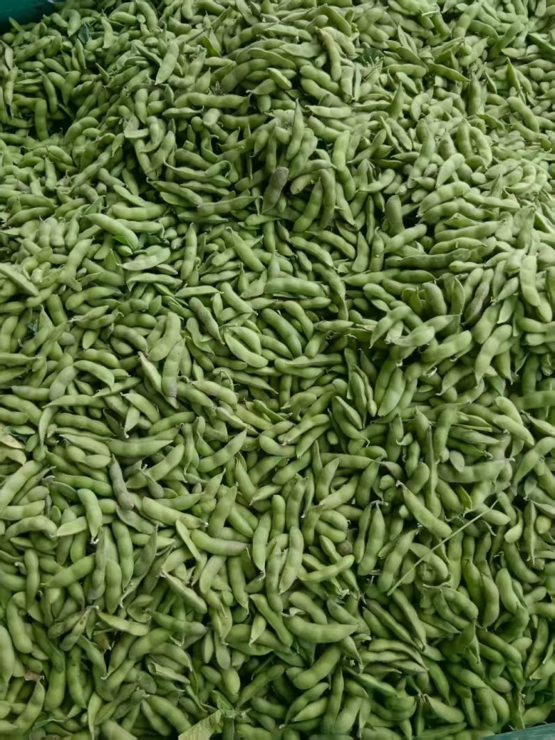 毛豆翠绿宝，绿宝石毛豆基地直发供应全国市场