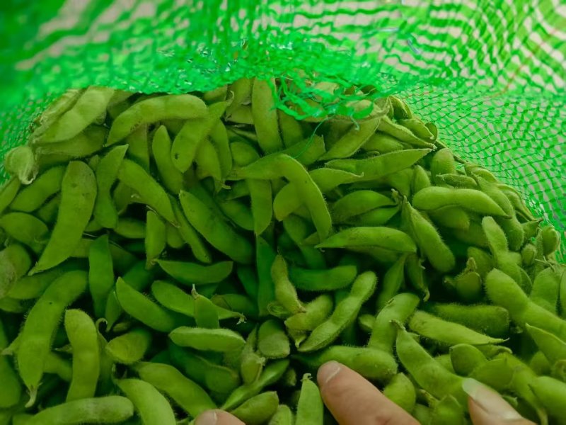 毛豆翠绿宝，绿宝石毛豆基地直发供应全国市场