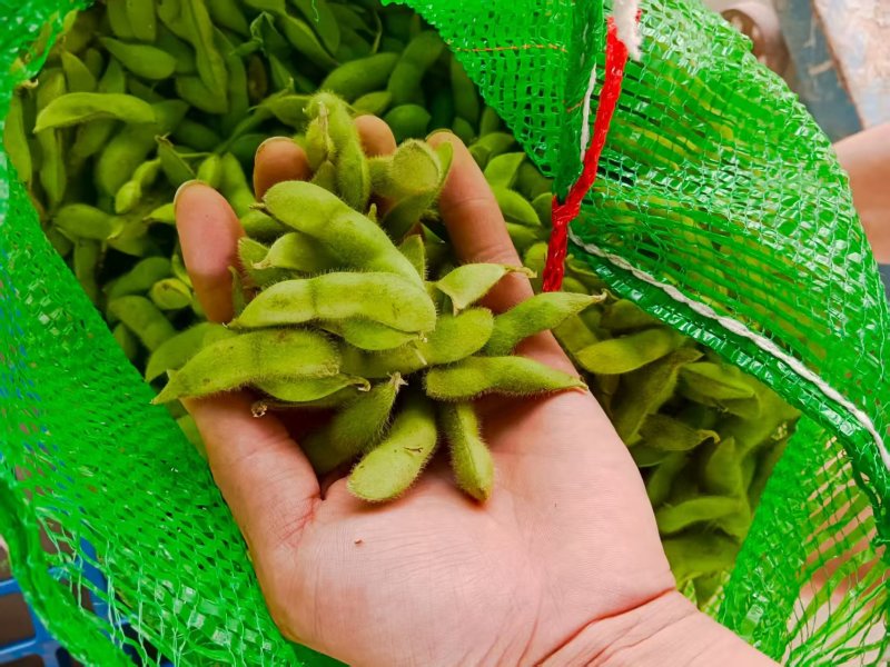 毛豆翠绿宝，绿宝石毛豆基地直发供应全国市场