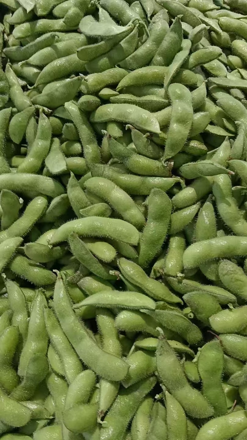 毛豆翠绿宝，绿宝石毛豆基地直发供应全国市场