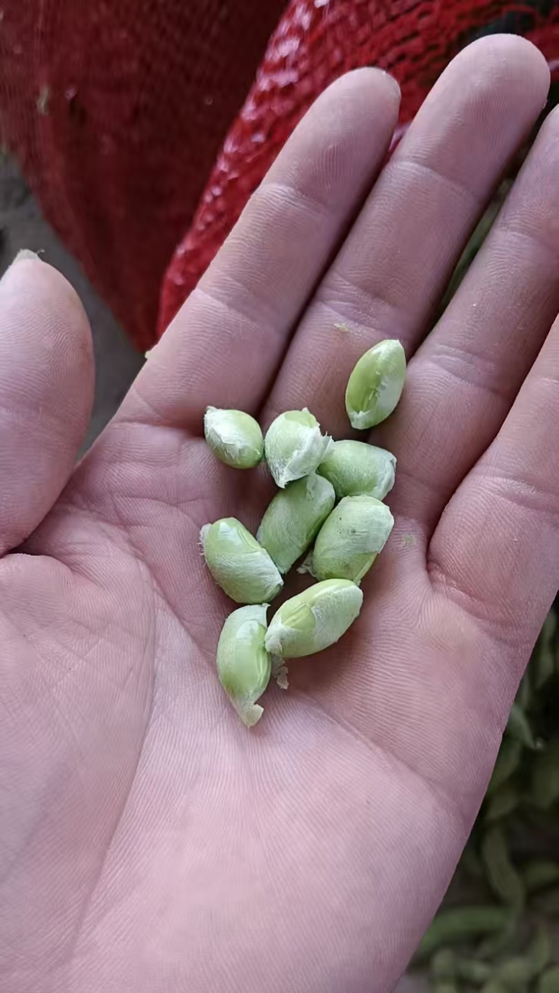 毛豆翠绿宝，绿宝石毛豆基地直发供应全国市场