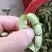 毛豆翠绿宝,绿宝石毛豆基地直发供应全国市场
