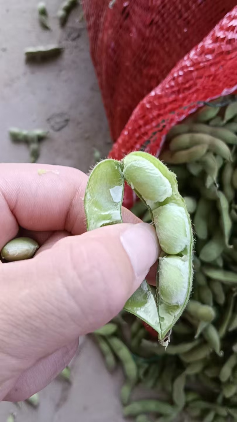 毛豆翠绿宝，绿宝石毛豆基地直发供应全国市场