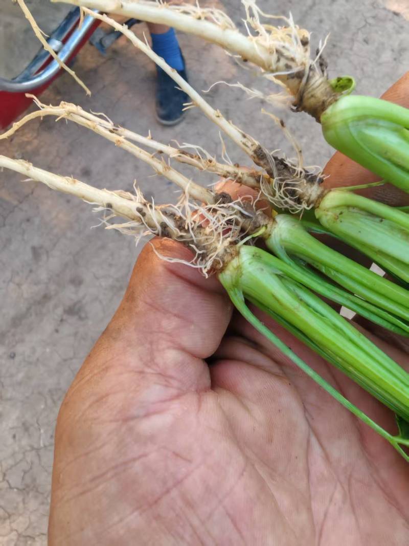 穴盘芹菜苗成活率高品质保证欢迎来电咨询洽谈