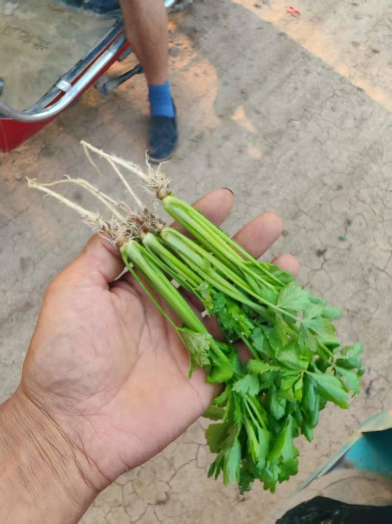 穴盘芹菜苗成活率高品质保证欢迎来电咨询洽谈