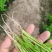穴盘芹菜苗成活率高品质保证欢迎来电咨询洽谈