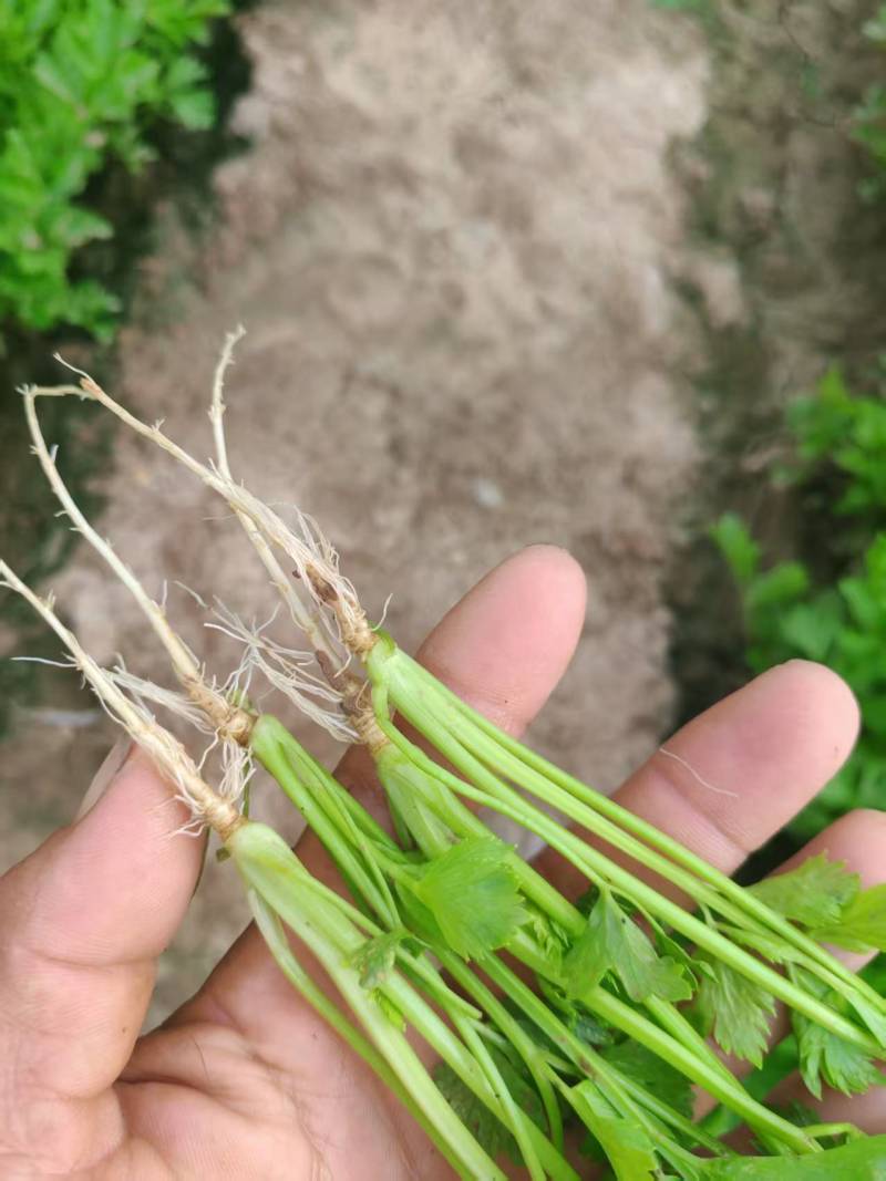 穴盘芹菜苗成活率高品质保证欢迎来电咨询洽谈