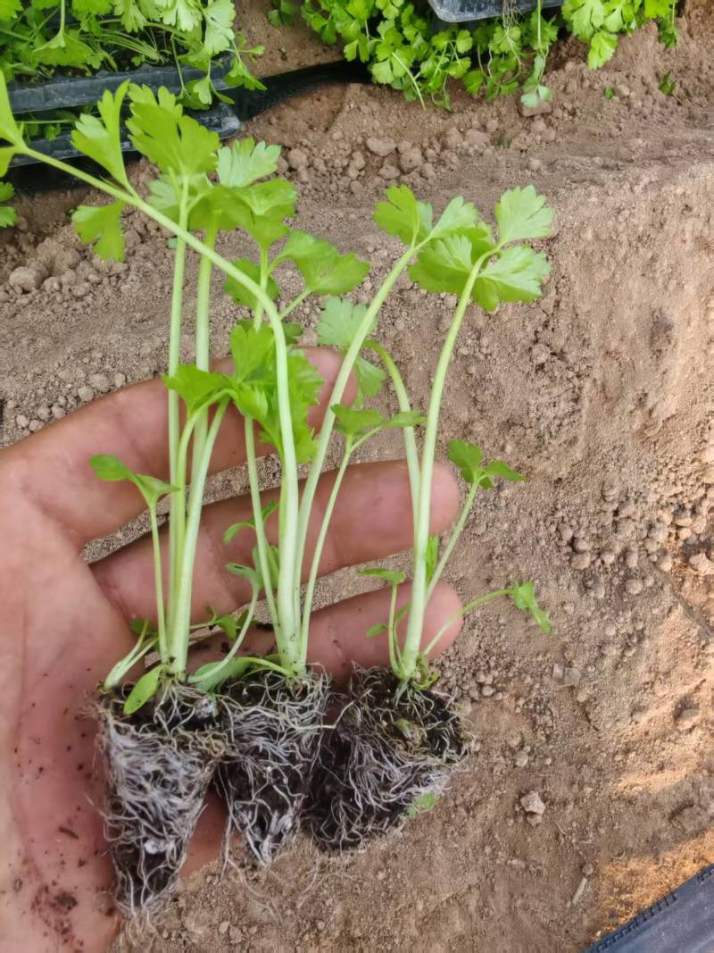 穴盘芹菜苗成活率高品质保证欢迎来电咨询洽谈