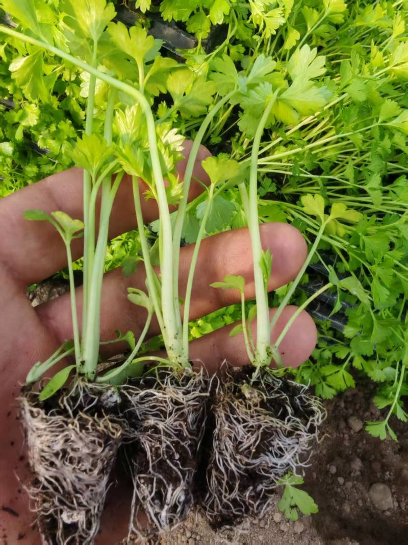 穴盘芹菜苗成活率高品质保证欢迎来电咨询洽谈