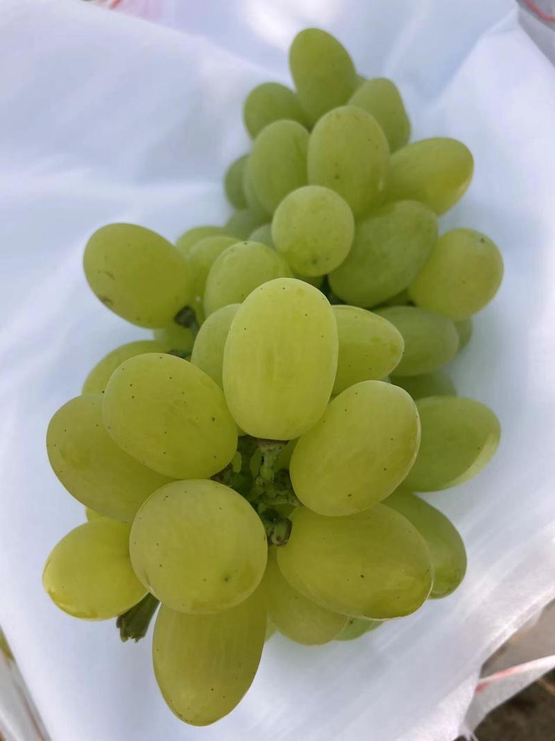 【大量上市】陕西维多利亚葡萄青提现货直发量大从优批发