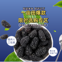 【荐】桑葚，现摘现发全程冷链，凉山州德昌县桑葚一手货源