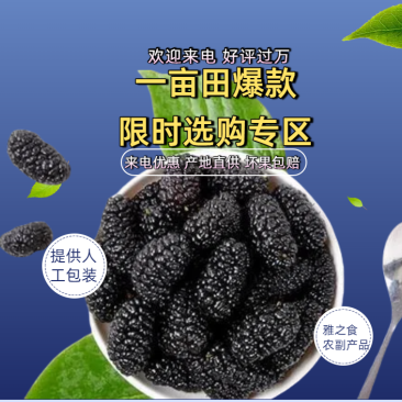 【荐】桑葚，现摘现发全程冷链，凉山州德昌县桑葚一手货源