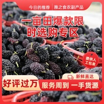 【荐】桑葚冻桑葚现发全程冷链凉山州德昌县桑葚一手货源硬桑